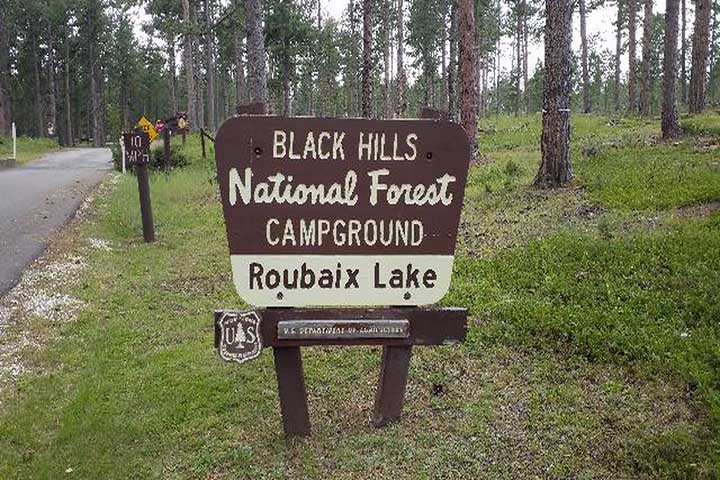 Black Hills Forest